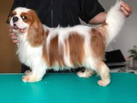 A kalite cavalier king charles yavrular