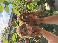 Maltipoo üst kalite yavrular