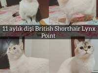 Efsane Kalitenin Britishleri Saf Kanlar