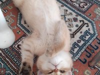 3 aylık british shorthair erkek