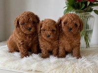 Ailelere Uygun Toy Poodle Yavrular