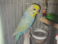 Rainbow erkek muhabbet kuşu