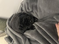 Çok sevdiğimiz pug kızımızı üzülerek sahiplendiriyoruz