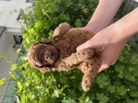 Kore Kan Poodle yavrular