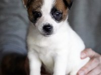 FCI şecereli dereceli soydan gelen jack russell