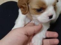 3 aylık erkek bebek king charles