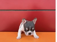 EGZOTİK RENK FRENCH BULLDOG BEBEKLER