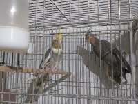 SULTAN PAPAGANI YAVRU KIZMA ÇİFT// JAPONES MUHABBET KUŞU