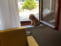 ORJİNAL A KALİTE TOYY PODDLE DİŞİ 2 AYLIK AÇIKLAMA BAK