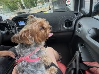 Köpeğimiz için lütfen açıklama okuyun