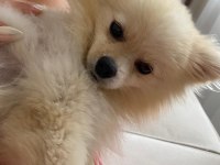 8 Aylık Pomeranian Spitz