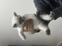 British Shorthair Blue Point Yavrular