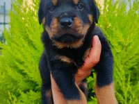 Koca Kafalı Rottweiler Yavruları
