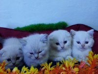 MUHTEŞEM GÜZELLİKTE BEYAZ SCOTTİSH FOLD YAVRULARIMIZ