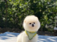Pomeranian Boo safkan ayı surat bebeklerim