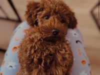 Dişi toy poodle sahiplendirme (ücretli)