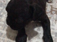 Kaliteli tieger dişi yavru french bulldog