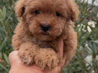 TOY POODLE ERKEK YAVRULAR