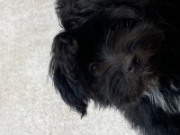 Minik köpeğimiz yuva arıyor