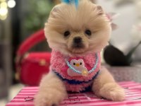 Evinize mutluluk getirecek minicik yavru köpekler