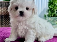 Micro boys bichon frise bebeklerim