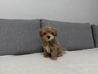 Ev doğumlu poodle yavrum