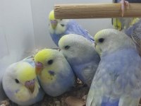 Yavru muhabbet kuşlarımız