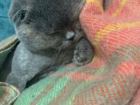 Dünya tatlısı scottish fold
