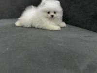 Bakımlı Pomeranian Boo