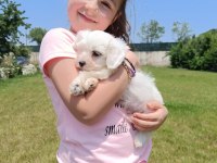 MALTESE TERRİER BEMBEYAZ YAVRULAR