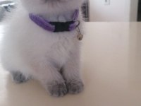 55 günlük dişi british shorthair
