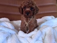 IRK VE SAĞLIK GARANTİLİ POODLE BEBEKLERİ