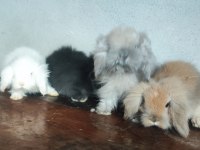 Hollanda Teddy Lop Tavşanı Yavruları