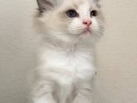 AYRICALIKLI OLMAK İSTEYENLERE RAGDOLL YAVRULAR