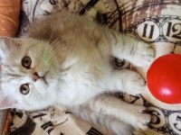 British Shorthair ve British Golden Yavrularımız