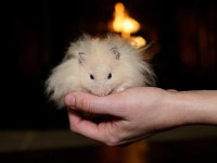 TÜRKİYE İLK ve TEK HAMSTER ÇİFTLİĞİ eve teslim