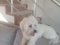 Erkek 2.5 Yaşinda Köpeğimiz (Uysal)