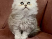 British Longhair Kedisi