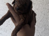 Anne altından Teacup Kore kan Koyu renk Genetik poodle