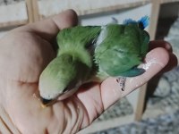 BEBEK YAVRUMUZ EL BESLEMESİ İÇİN HAZIRDIR BUYRUN