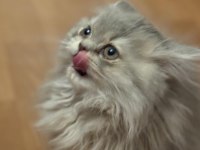 British Longhair 3 Aylık Tuvalet Eğitimi Var