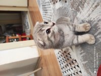 Scottish fold yavrumuz