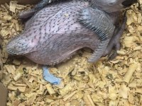 Sarı lacivert bebek macaw