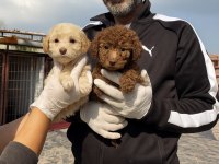 Dev poodle çok şirin yavrular ruhsatlı çiftlik 