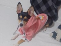 Şivava köpeğimiz Mila ya güzel bir yuva