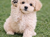 Uygun bütçeli poodle bebeklerimiz