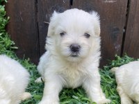 Kore Maltese yavrular