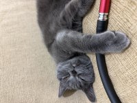 Ücretsiz sahiplendirme british shorthair acil