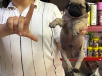 0 BURUN PUG MOPS YAVRULARIM HAZIR