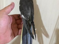 54 GÜNLÜK KUSURSUZ GREY BEBEK SULTAN PAPAĞANI